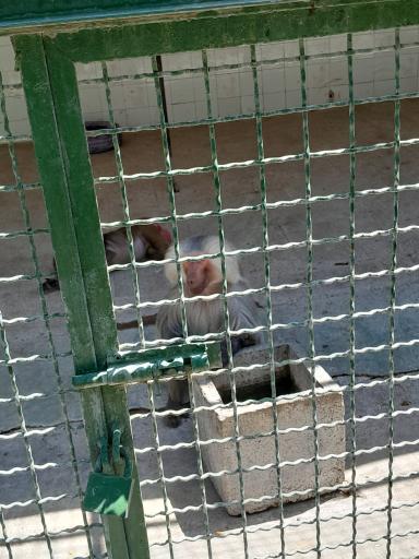 پارک کروکدیل ها