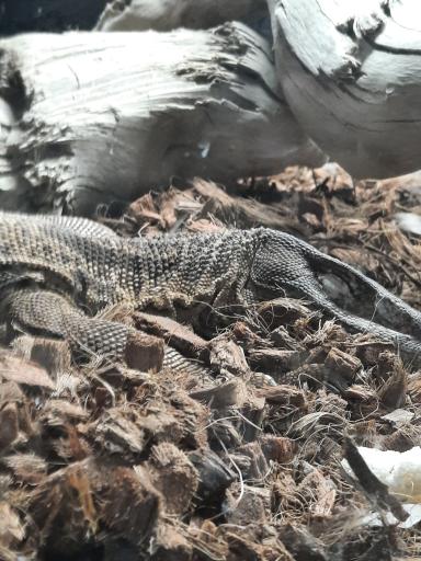 عکس پارک کروکدیل ها