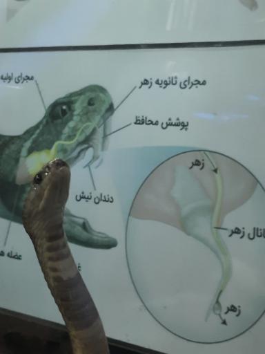 پارک کروکدیل ها