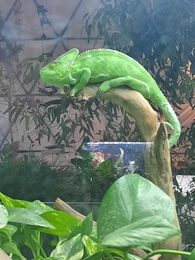 عکس پارک کروکدیل ها