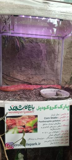 عکس پارک کروکدیل ها
