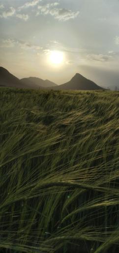 عکس فرادنبه