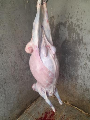 عکس دام زنده بابر