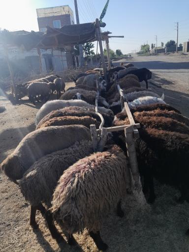 عکس دام زنده بابر