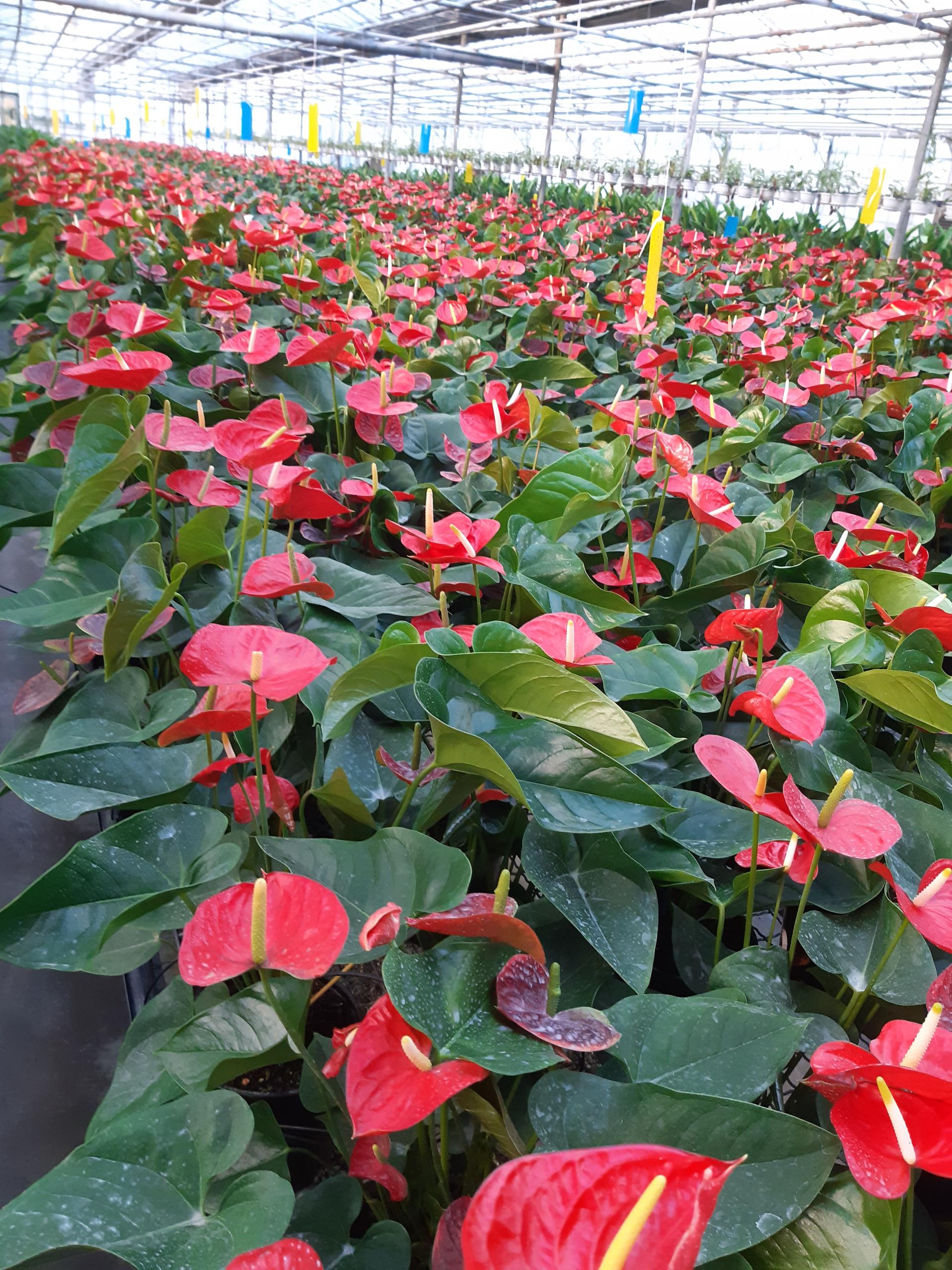 عکس گلخانه و گل فروشی  باغ گل ژیوان