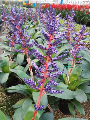 عکس گلخانه و گل فروشی  باغ گل ژیوان