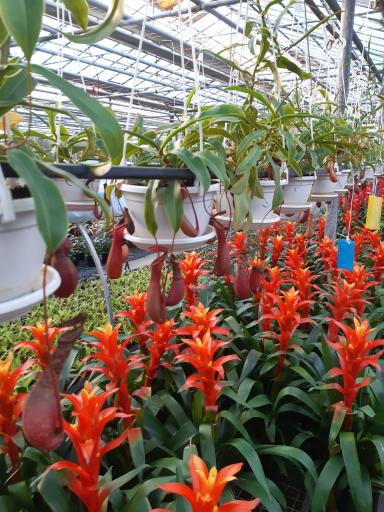 عکس گلخانه و گل فروشی  باغ گل ژیوان