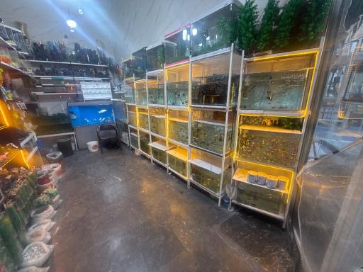 عکس آکواریوم جوانمرد