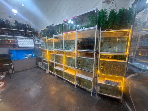 عکس آکواریوم جوانمرد