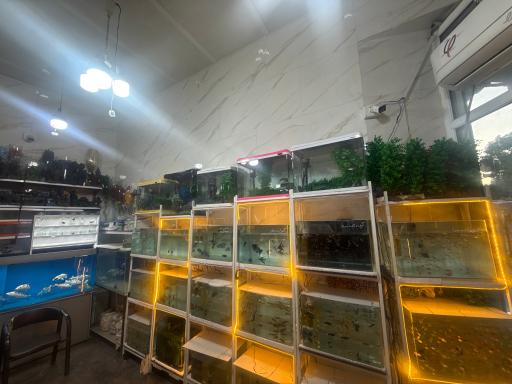 آکواریوم جوانمردی