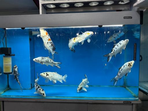 آکواریوم جوانمردی