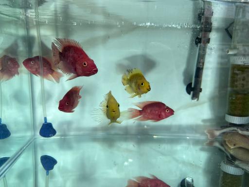 آکواریوم جوانمردی