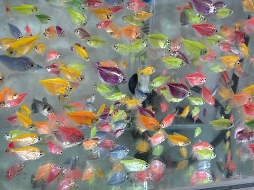 آکواریوم جوانمردی