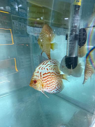 عکس آکواریوم جوانمرد