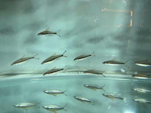 عکس آکواریوم جوانمرد