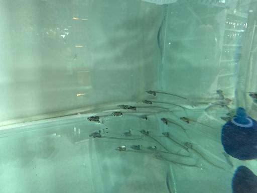 آکواریوم جوانمردی