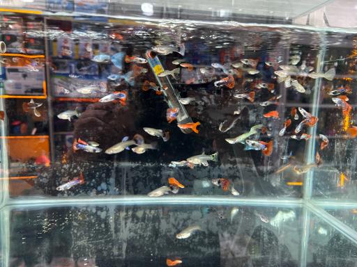 آکواریوم جوانمردی