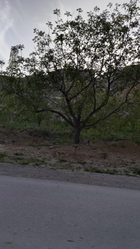 عکس سرچشمه ی چنارانشهر