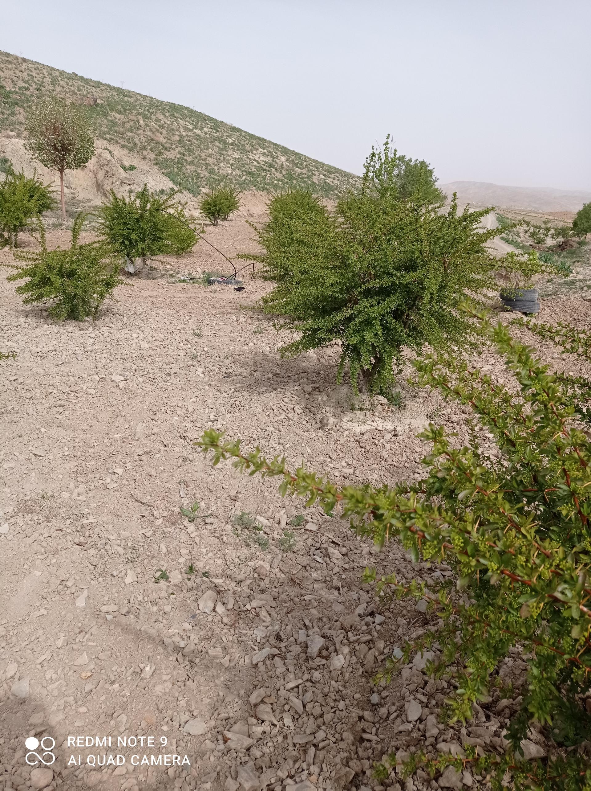 عکس زمین کشاورزی عیسی محمددوست