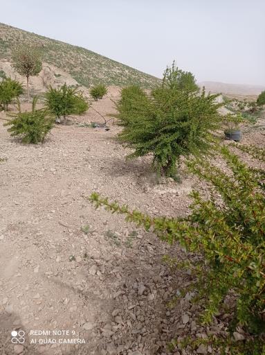 عکس زمین کشاورزی عیسی محمددوست
