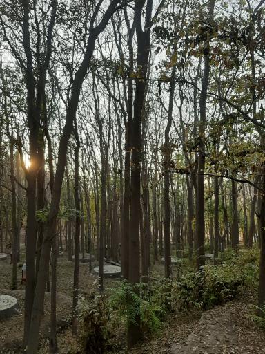 عکس پارک جنگلی مرخونی