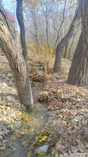 عکس پارک جنگلی مرخونی