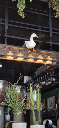 عکس کافه کاژه