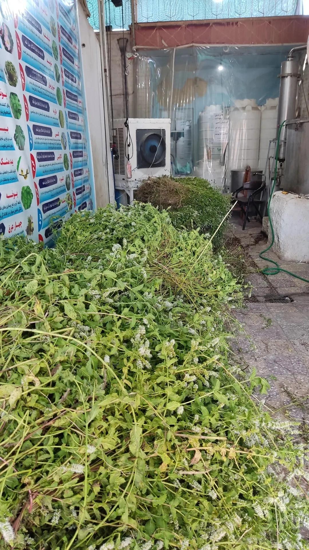 عکس کارگاه تولید عرقیات تکین