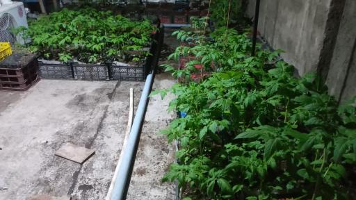 عکس گلخانه طلایی
