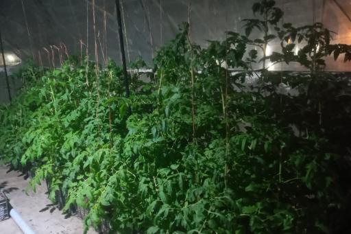 عکس گلخانه طلایی