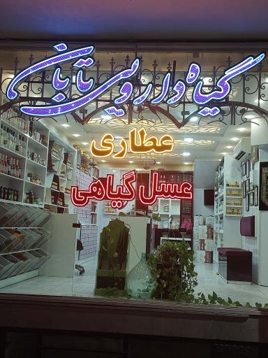 عکس گیاه دارویی تابان 