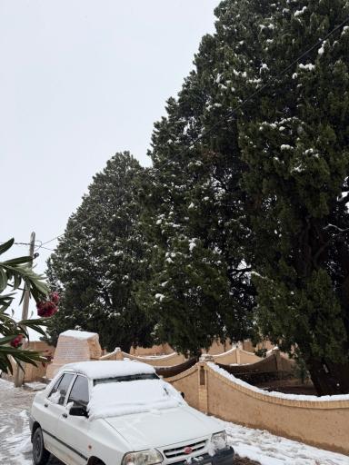 عکس سروهای دوقلو مبارکه