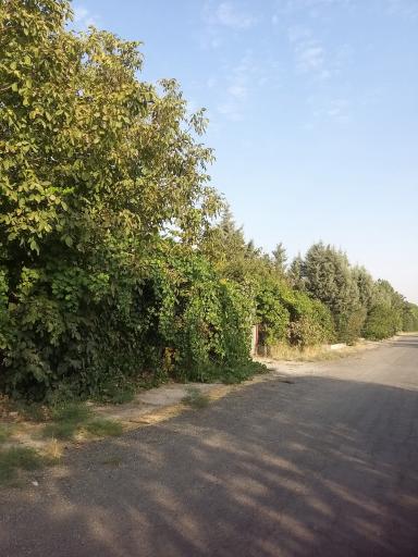 عکس باغستان شفق