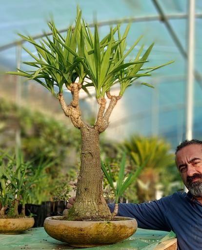 عکس گل و گیاه و بونسای ساناز