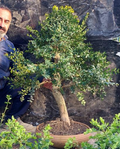 عکس گل و گیاه و بونسای ساناز