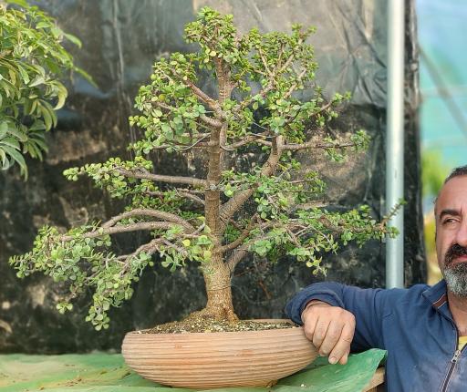 عکس گل و گیاه و بونسای ساناز