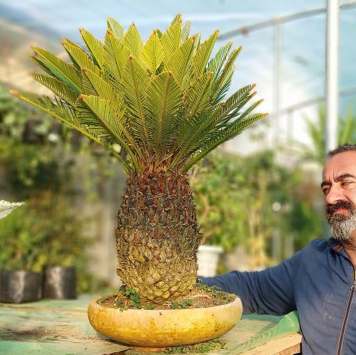 عکس گل و گیاه و بونسای ساناز