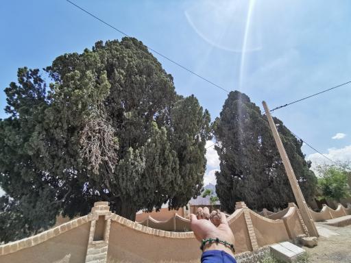 عکس سروهای دوقلو مبارکه