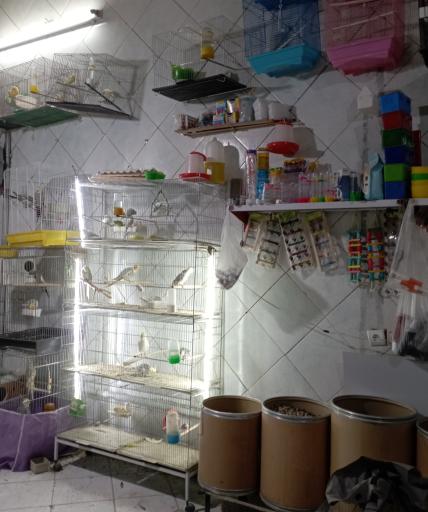 عکس پرنده فروشی کاکلی