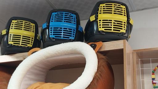 پت شاپ پت طوری