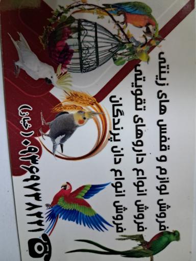 عکس دان پرندگان منصور