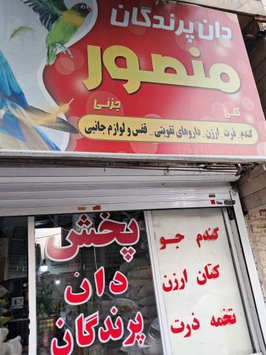 عکس دان پرندگان منصور