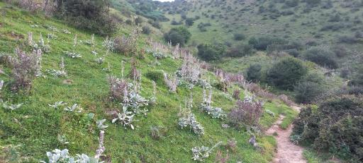 عکس چشمه شغون آب بن