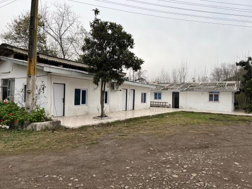 عکس کارخانه چای برگ سبز