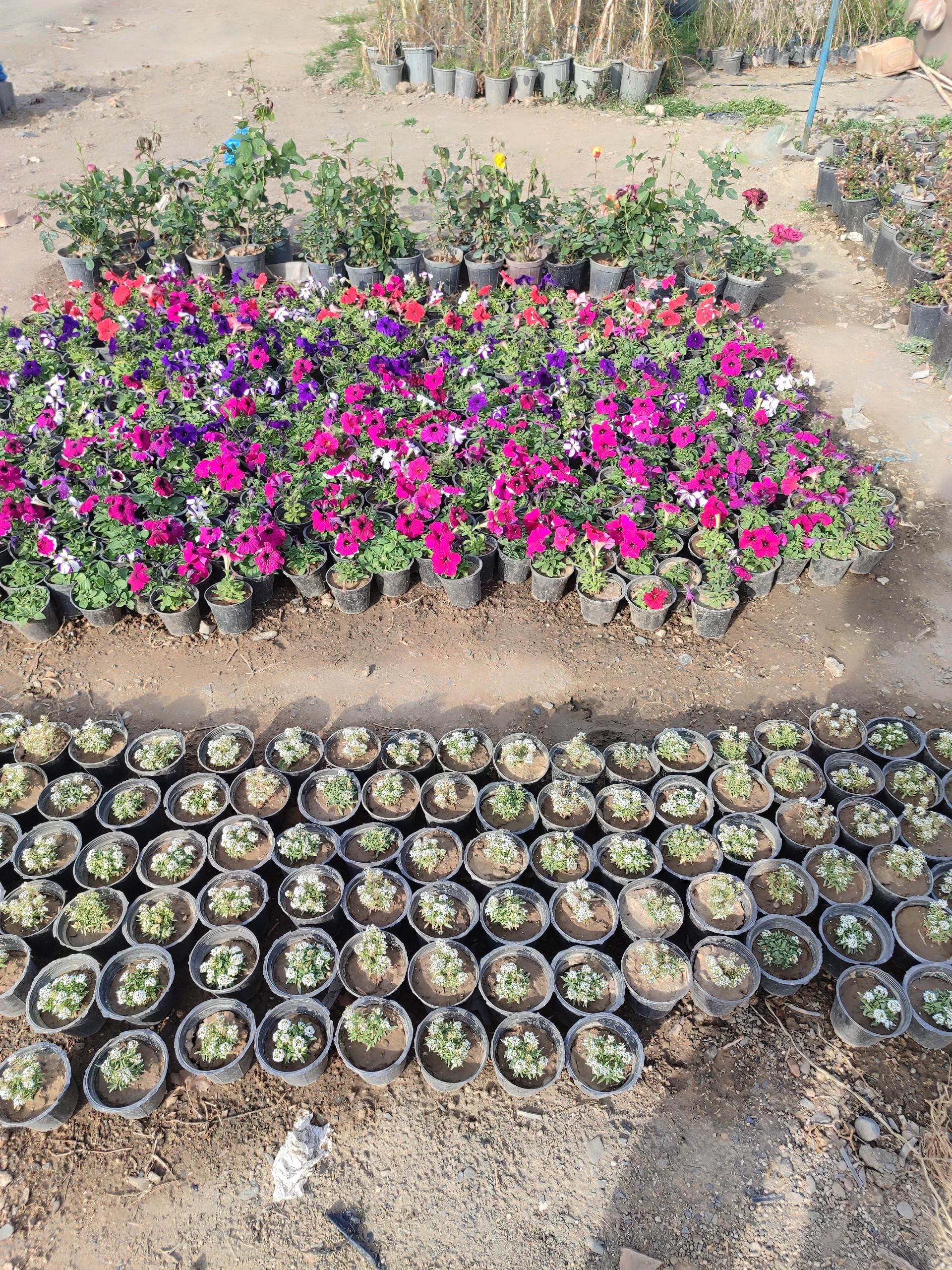 عکس گلخانه شاپرک مهندس علیرضا شفایی