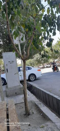 عکس  شهید هنرور 5