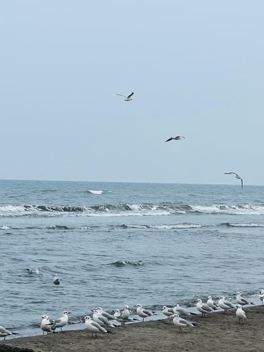 عکس ساحل هچیرود 