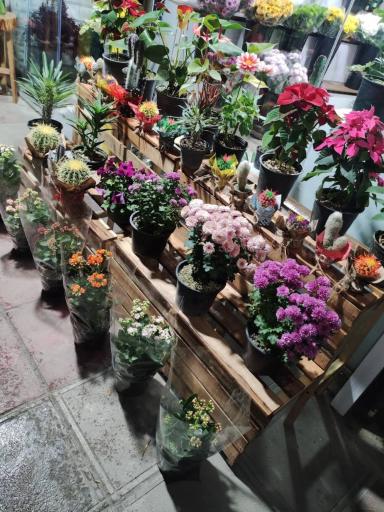 عکس گلفروشی رزگل