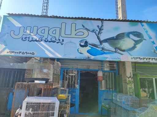 پرنده سرای طاووس 
