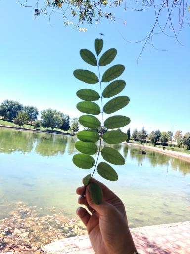 عکس پارک کوهپایه سرآسیاب